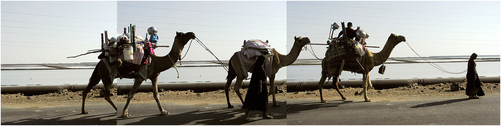 rabari nomads, kutch panorama