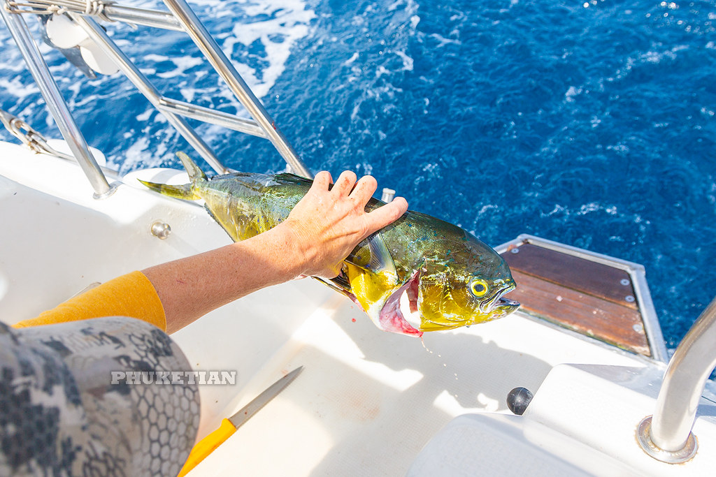 Fishing for Mahi-Mahi (Dorado, Dolphinfish) from sailing yacht