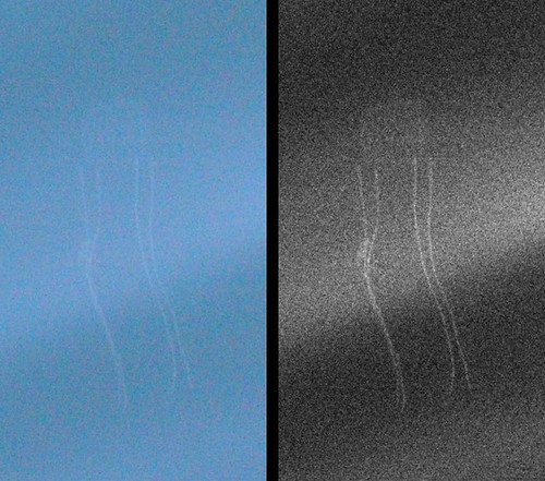 West Head Box Jellyfish