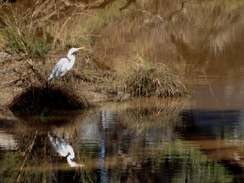 Warrego River in Charleville.