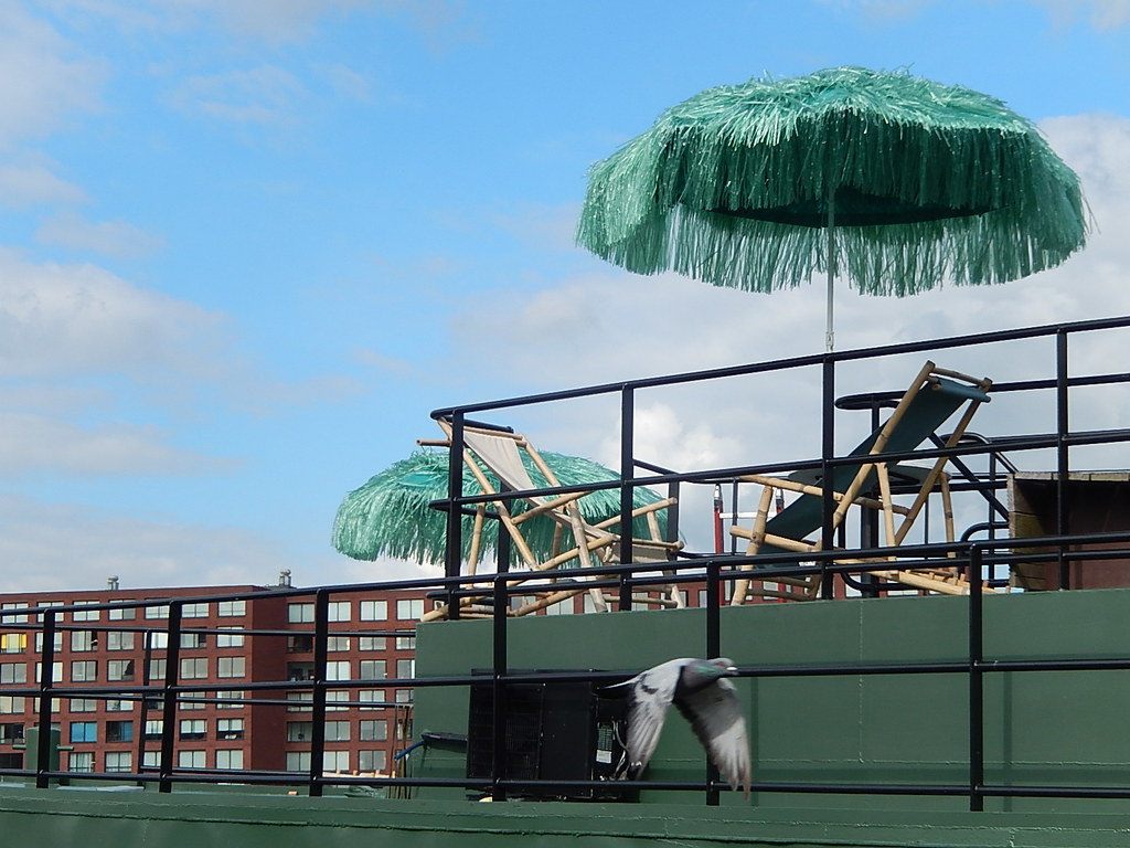 Pigeon Flies Past a Tropical Boat