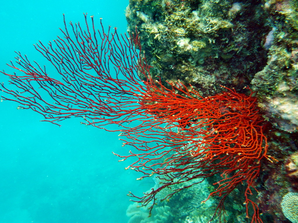 Great Barrier Reef, Eddy Reef off Mission Beach