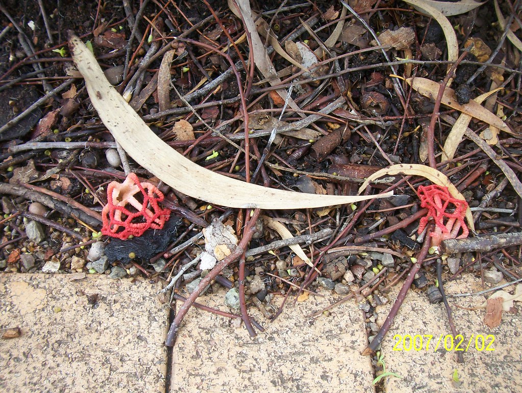 Really weird fungi - Clathrus ruber (or Clathrus pusillus?)